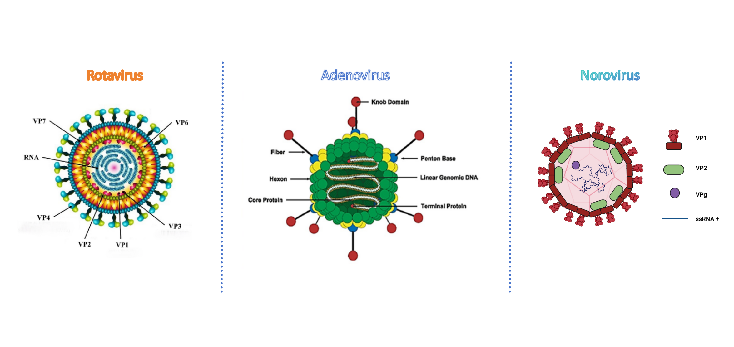 Test antigen rotavirus adenovirus norovirus