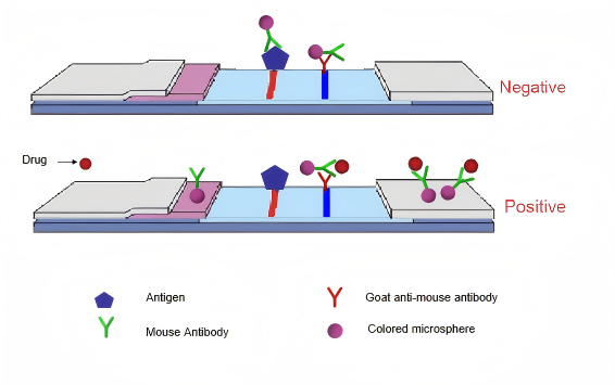 principiul testului de droguri &icirc;n urină