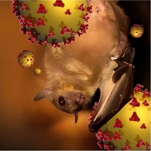 Fruit bat and Nipah Virus.png